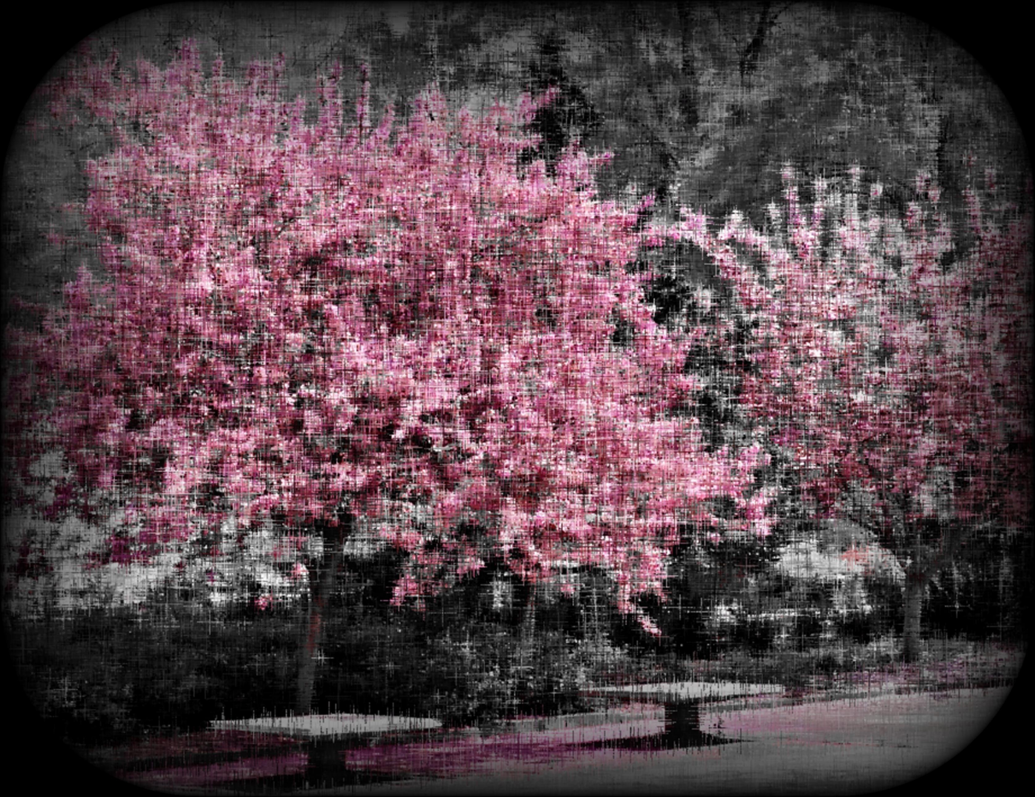 Spring Blossom