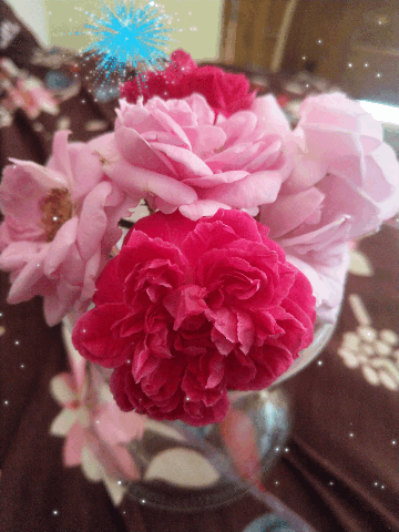 Good day wishes 🌹