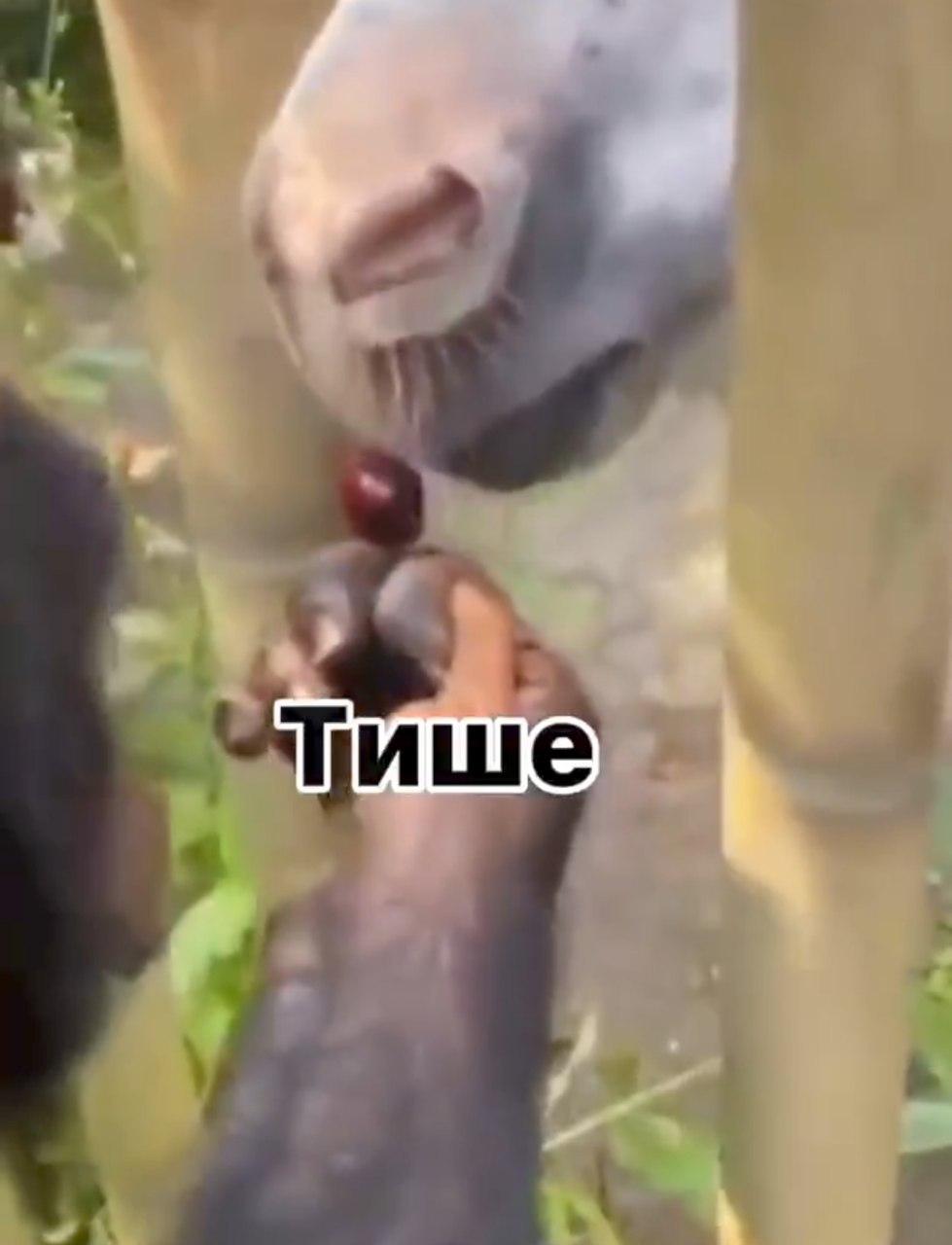 тише
