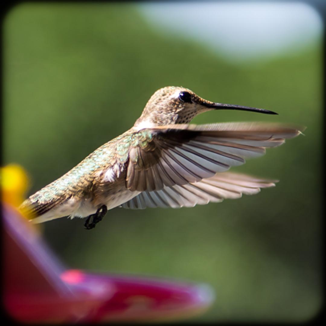 Hummingbird