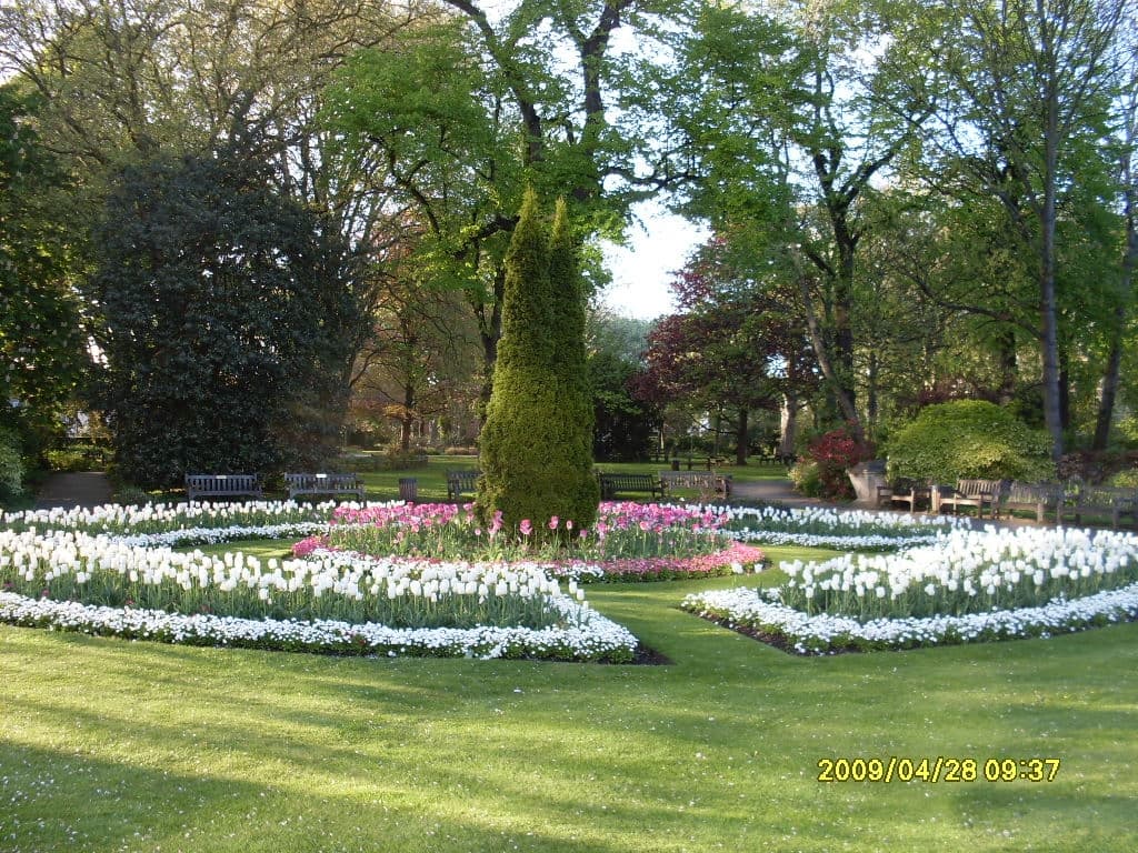 Blossoming Serenity